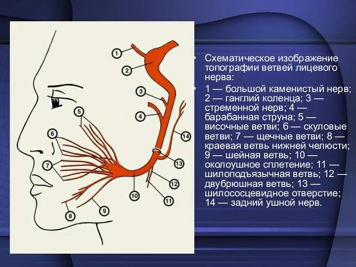 Схематическое изображение топографии ветвей лицевого нерва: 1 — большой каменистый