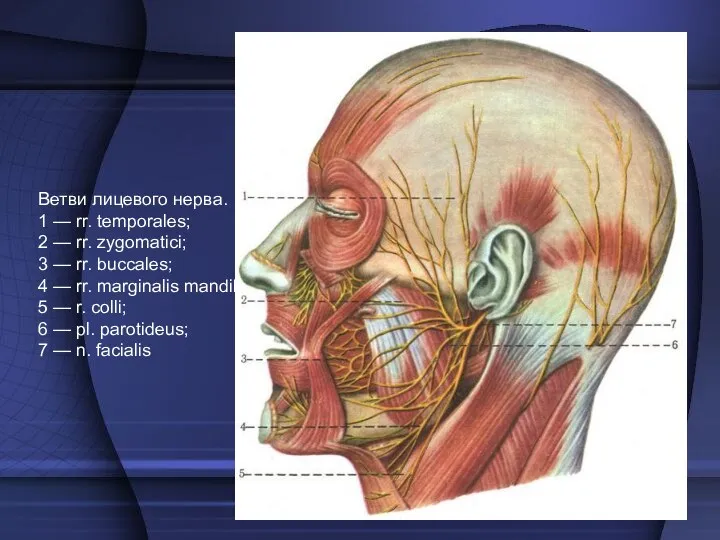 Ветви лицевого нерва. 1 — rr. temporales; 2 — rr.
