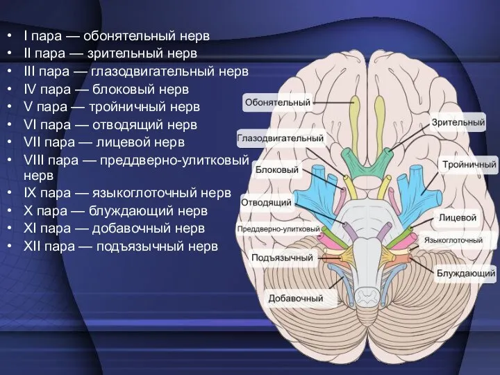 I пара — обонятельный нерв II пара — зрительный нерв