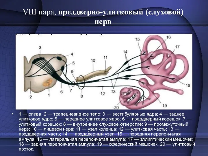 VIII пара, преддверно-улитковый (слуховой) нерв 1 — олива; 2 —