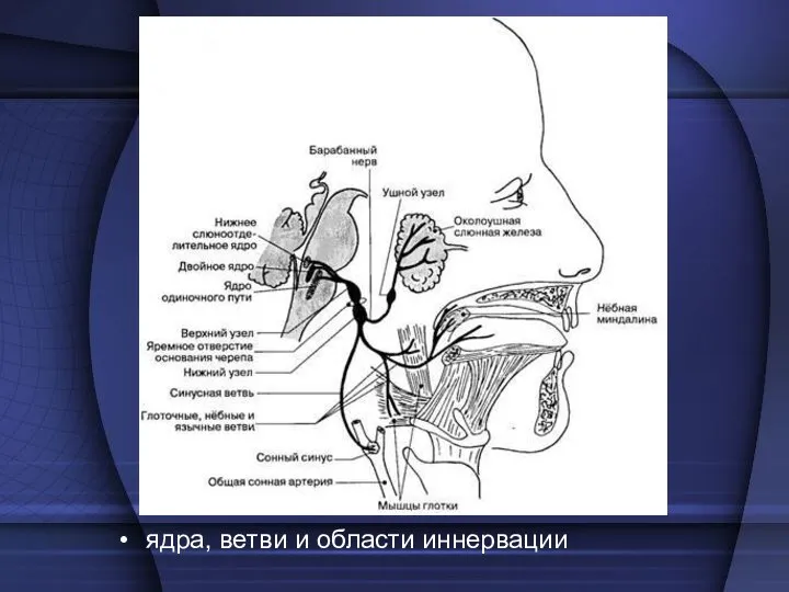 ядра, ветви и области иннервации