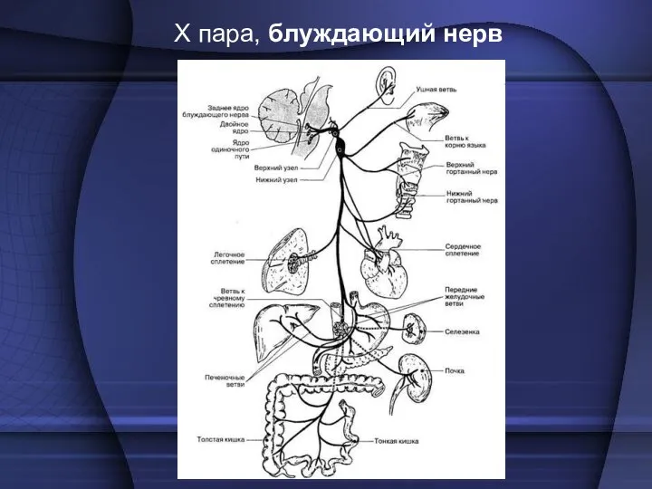 X пара, блуждающий нерв