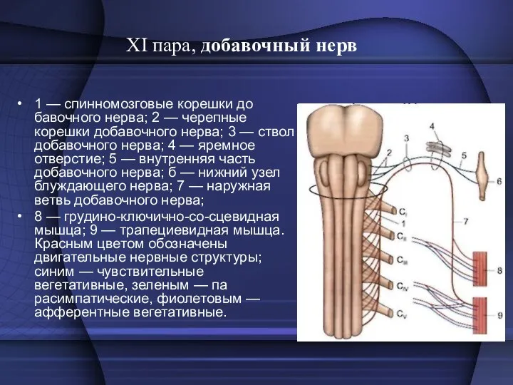 XI пара, добавочный нерв 1 — спинномозговые корешки до­бавочного нерва;