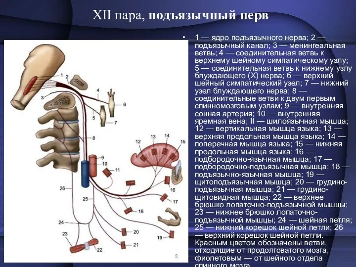 XII пара, подъязычный нерв 1 — ядро подъязычного нерва; 2