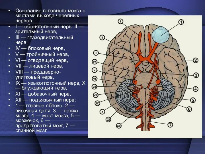 Основание головного мозга с местами выхода черепных нервов: I —