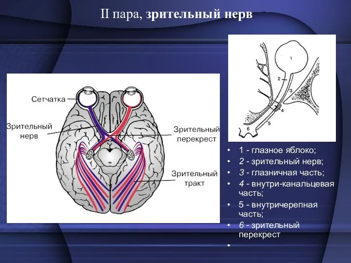 II пара, зрительный нерв 1 - глазное яблоко; 2 -