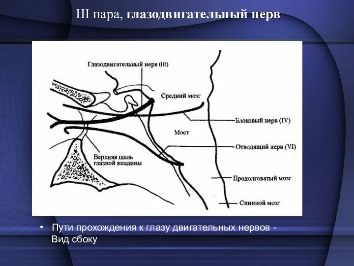 III пара, глазодвигательный нерв Пути прохождения к глазу двигательных нервов -Вид сбоку