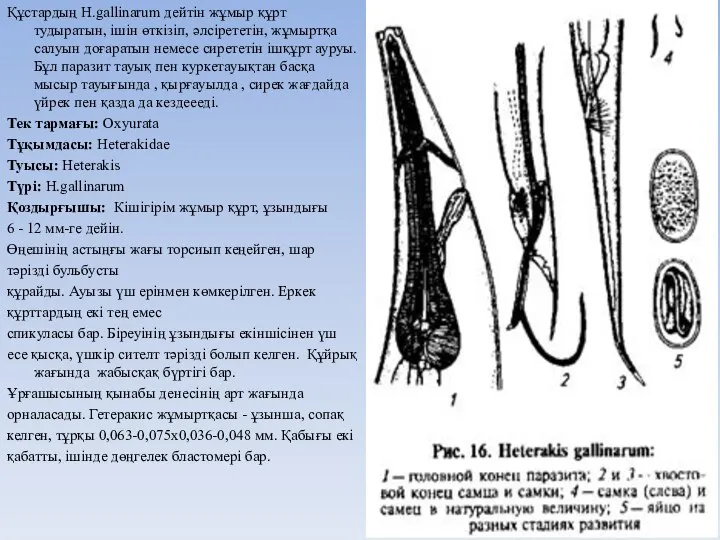 Құстардың H.gallinarum дейтін жұмыр құрт тудыратын, ішін өткізіп, әлсірететін, жұмыртқа