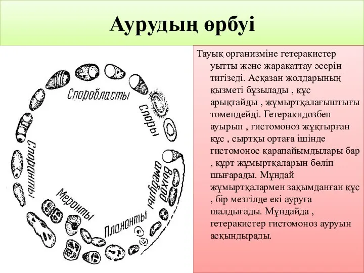 Аурудың өрбуі Тауық организміне гетеракистер уытты және жарақаттау әсерін тигізеді.