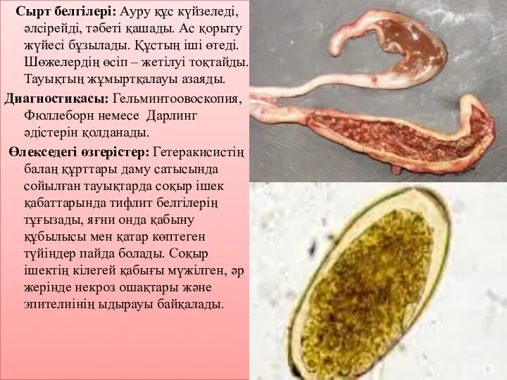 Сырт белгілері: Ауру құс күйзеледі, әлсірейді, тәбеті қашады. Ас қорыту