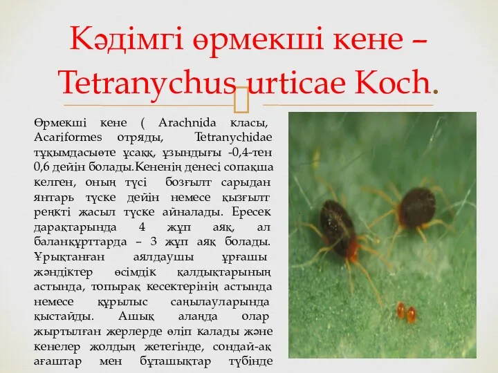 Кәдімгі өрмекші кене – Tetranychus urticae Koch. . Өрмекші кене