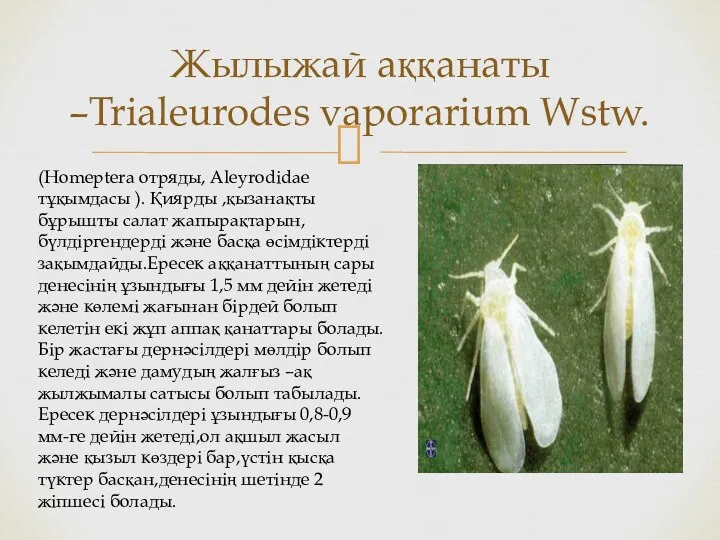 Жылыжай аққанаты –Trialeurodes vaporarium Wstw. (Homeptera отряды, Aleyrodidae тұқымдасы ).