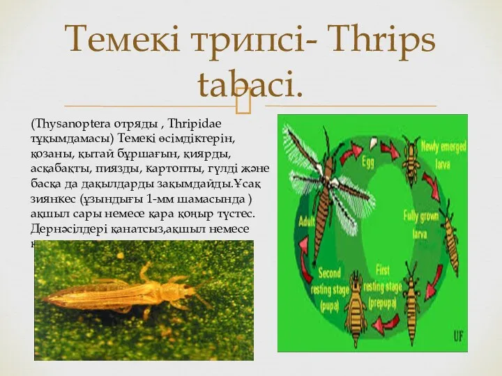 Темекі трипсі- Thrips tabaci. (Thysanoptera отряды , Thripidae тұқымдамасы) Темекі