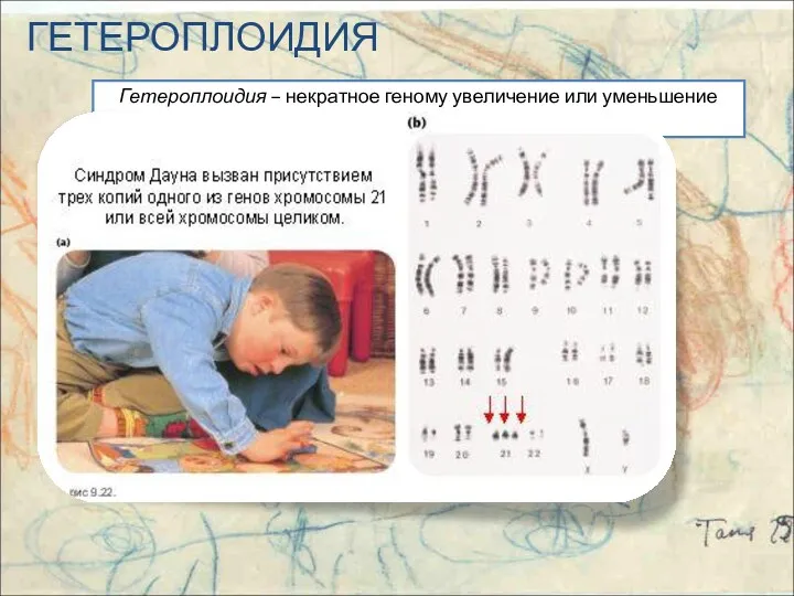 ГЕТЕРОПЛОИДИЯ Гетероплоидия – некратное геному увеличение или уменьшение числа хромосом