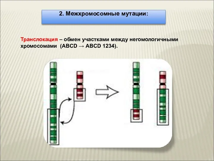 2. Межхромосомные мутации: Транслокация – обмен участками между негомологичными хромосомами (АBСD → ABCD 1234).
