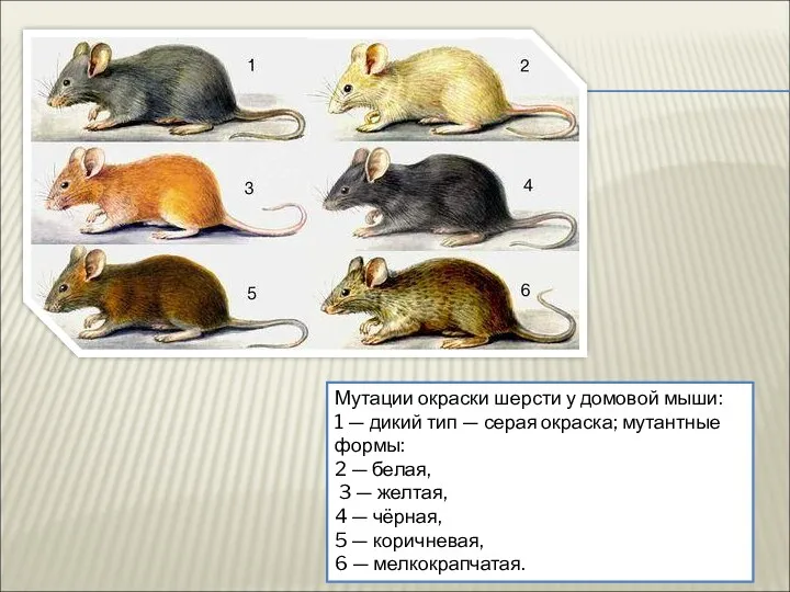 Мутации окраски шерсти у домовой мыши: 1 — дикий тип