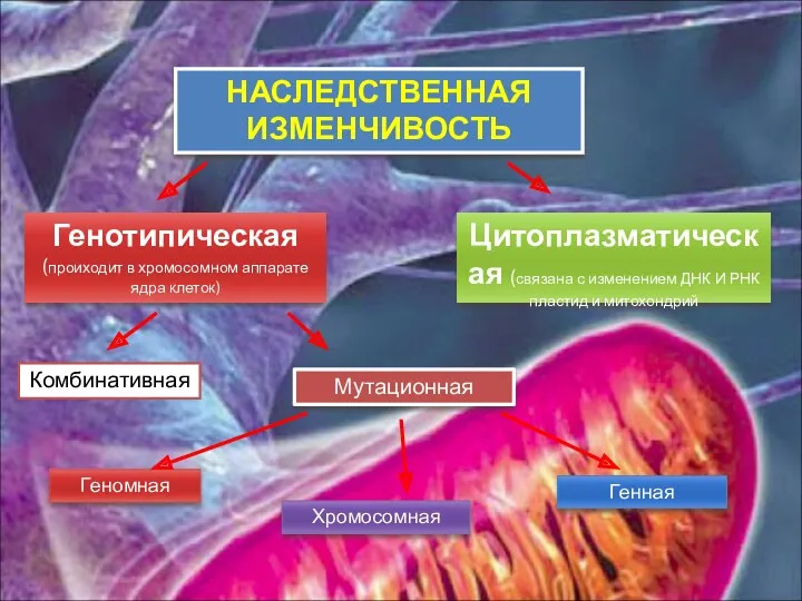 НАСЛЕДСТВЕННАЯ ИЗМЕНЧИВОСТЬ Генотипическая (проиходит в хромосомном аппарате ядра клеток) Цитоплазматическая