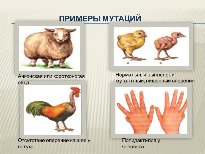 ПРИМЕРЫ МУТАЦИЙ Анконская или коротконогая овца Нормальный цыпленок и мутатнтный,