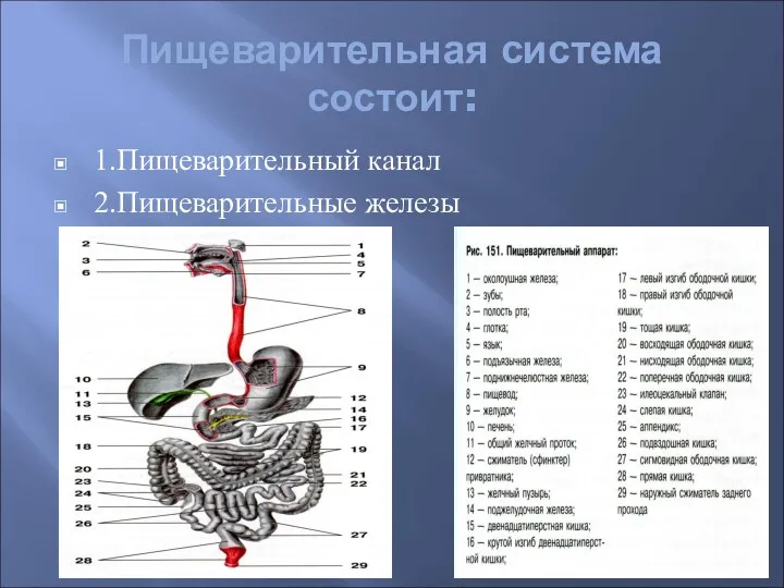 Пищеварительная система состоит: 1.Пищеварительный канал 2.Пищеварительные железы