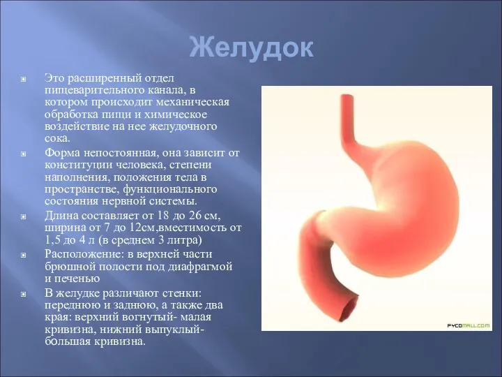 Желудок Это расширенный отдел пищеварительного канала, в котором происходит механическая обработка пищи и