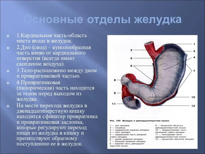 Основные отделы желудка 1.Кардиальная часть-область места входа в желудок. 2.Дно (свод) – куполообразная