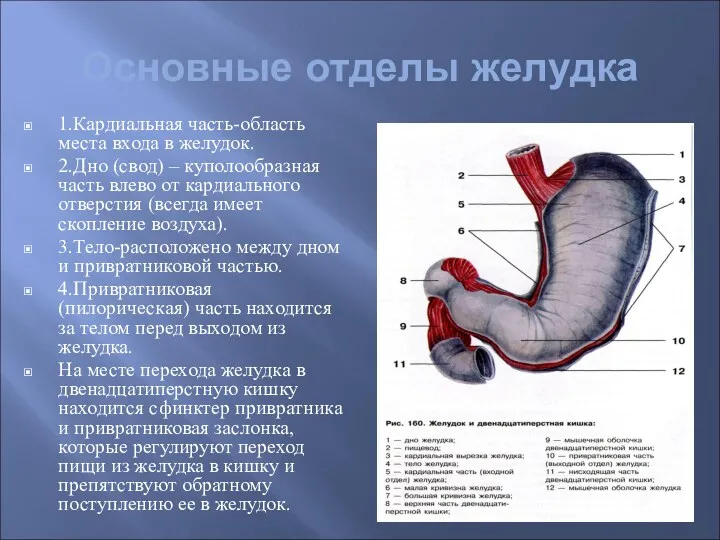 Основные отделы желудка 1.Кардиальная часть-область места входа в желудок. 2.Дно