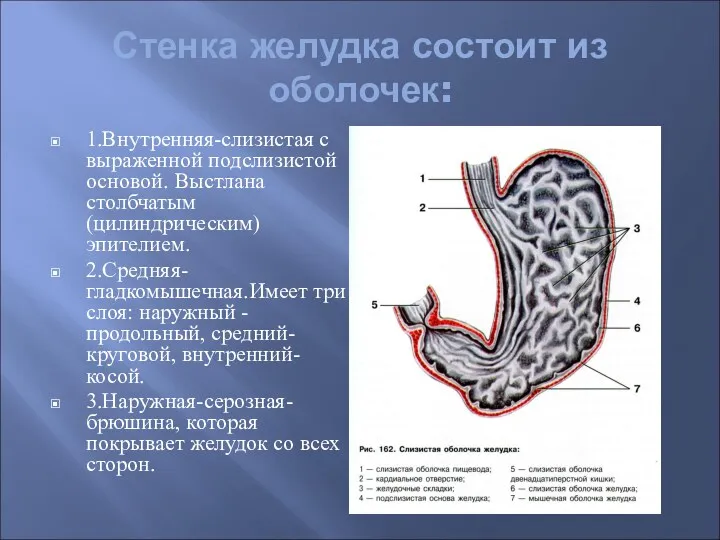 Стенка желудка состоит из оболочек: 1.Внутренняя-слизистая с выраженной подслизистой основой. Выстлана столбчатым (цилиндрическим)