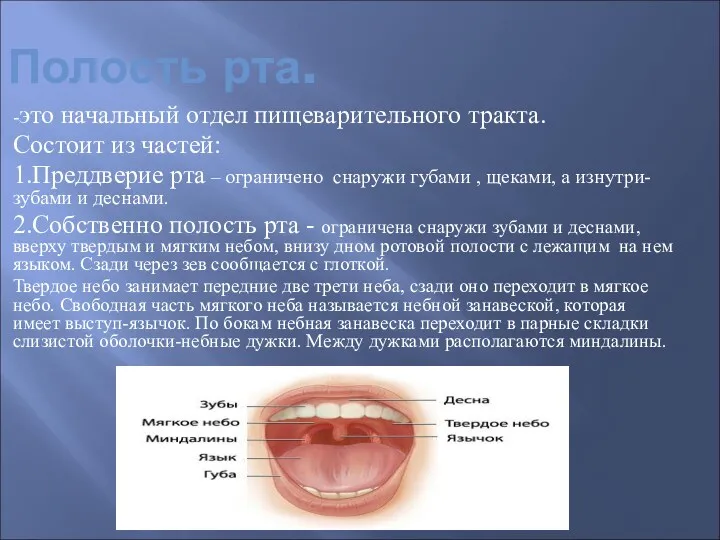 Полость рта. -это начальный отдел пищеварительного тракта. Состоит из частей: