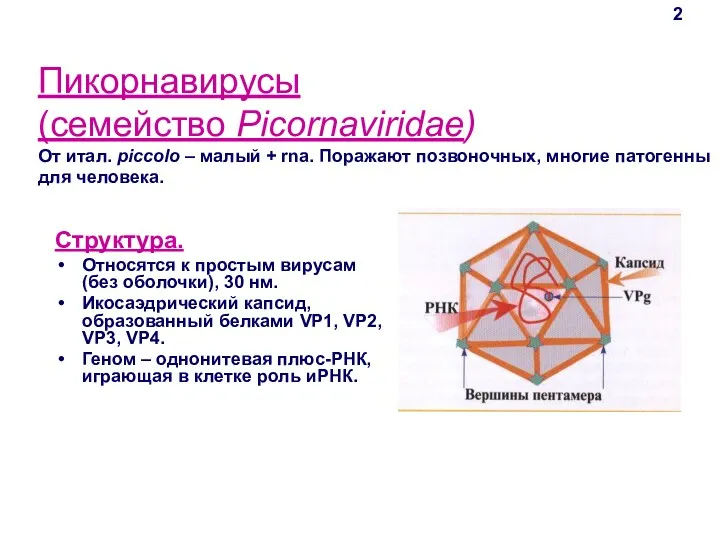 Пикорнавирусы (семейство Picornaviridae) От итал. piccolo – малый + rna.