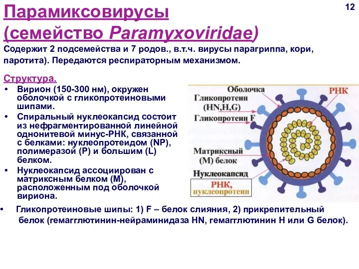 Парамиксовирусы (семейство Paramyxoviridae) Содержит 2 подсемейства и 7 родов., в.т.ч.