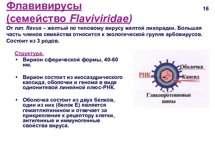 Флавивирусы (семейство Flaviviridae) От лат. flavus – желтый по типовому