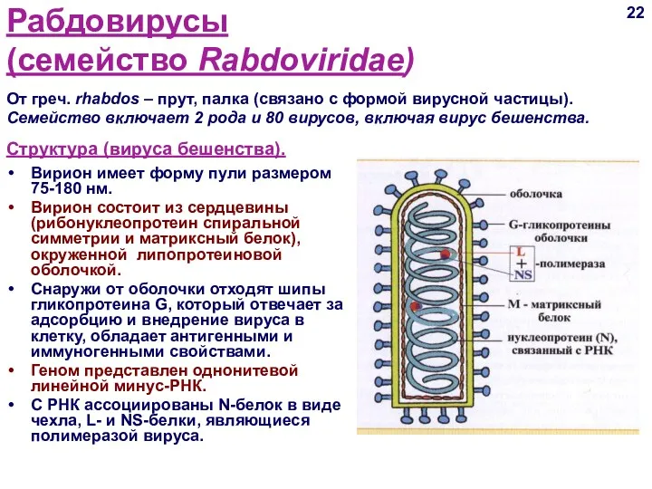 Рабдовирусы (семейство Rabdoviridae) Структура (вируса бешенства). Вирион имеет форму пули