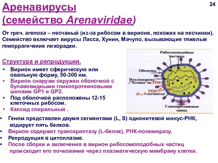 Аренавирусы (семейство Arenaviridae) Структура и репродукция. Вирион имеет сферическую или