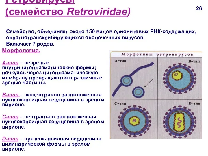 Ретровирусы (семейство Retroviridae) 26 Морфология. А-тип – незрелые внутрицитоплазматические формы;