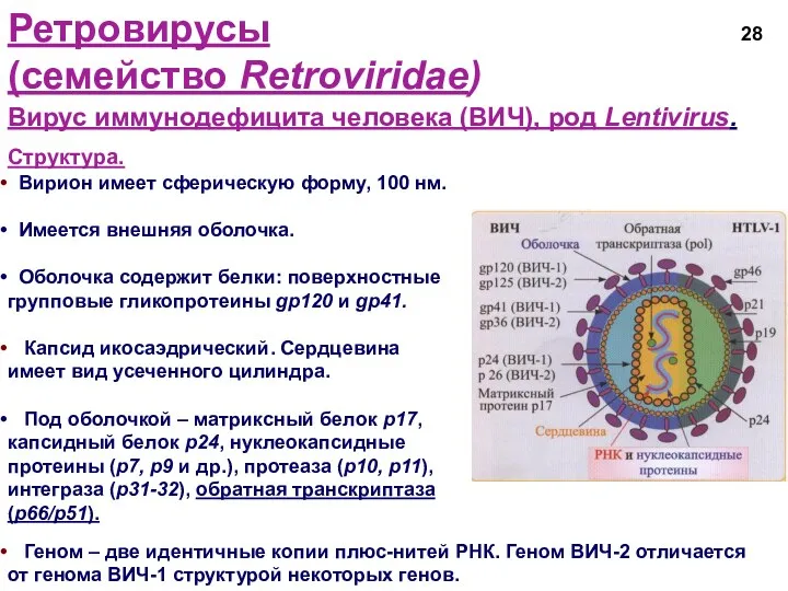 Ретровирусы (семейство Retroviridae) Вирус иммунодефицита человека (ВИЧ), род Lentivirus. Структура.