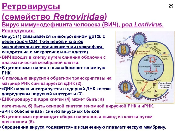 Ретровирусы (семейство Retroviridae) Вирус иммунодефицита человека (ВИЧ), род Lentivirus. Репродукция.