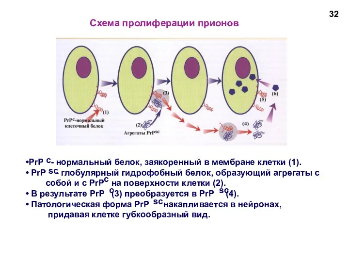 Схема пролиферации прионов PrP - нормальный белок, заякоренный в мембране