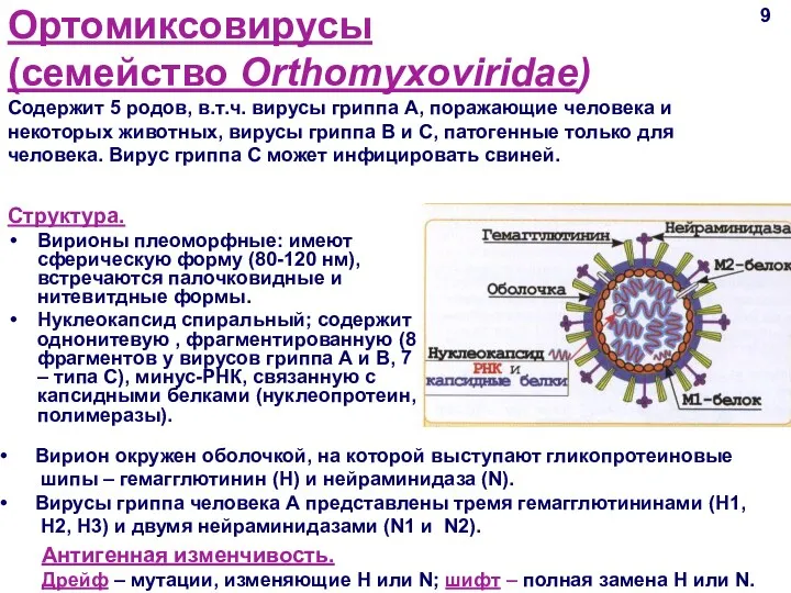 Ортомиксовирусы (семейство Orthomyxoviridae) Содержит 5 родов, в.т.ч. вирусы гриппа А,