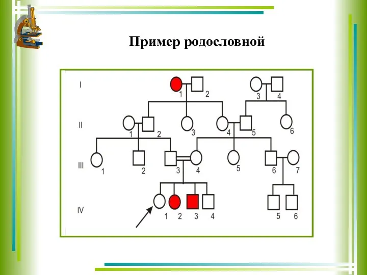 Пример родословной