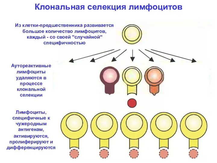 Клональная селекция лимфоцитов Из клетки-предшественника развивается большое количество лимфоцитов, каждый