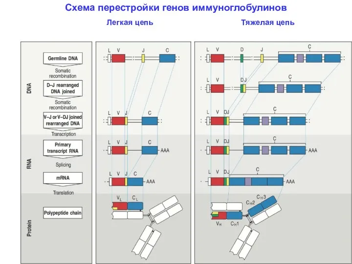 Схема перестройки генов иммуноглобулинов Легкая цепь Тяжелая цепь