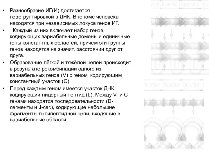 Разнообразие ИГ(И) достигается перегруппировкой в ДНК. В геноме человека находятся