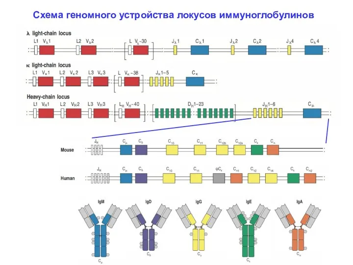 Схема геномного устройства локусов иммуноглобулинов