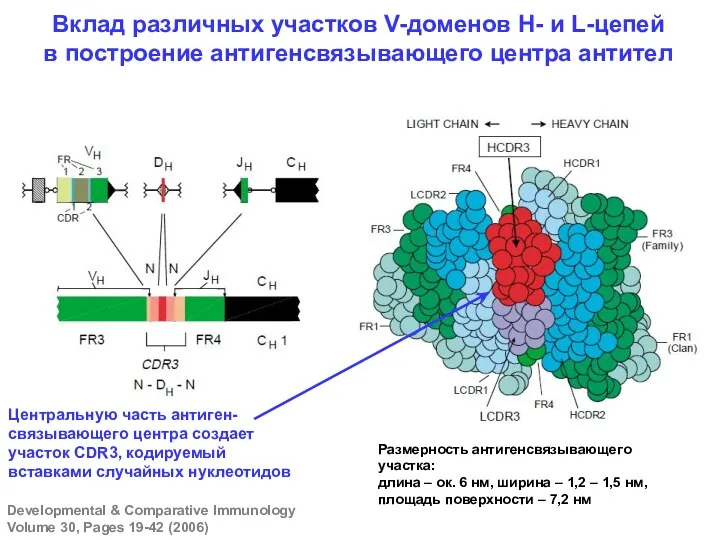 Вклад различных участков V-доменов Н- и L-цепей в построение антигенсвязывающего