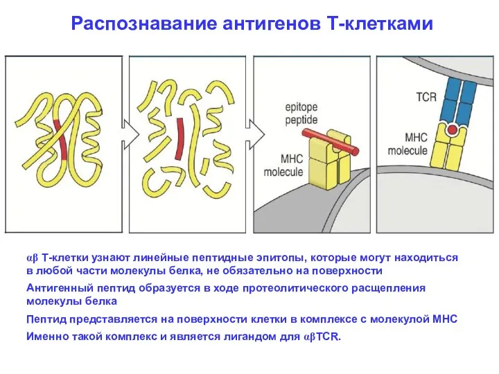 Распознавание антигенов Т-клетками αβ Т-клетки узнают линейные пептидные эпитопы, которые