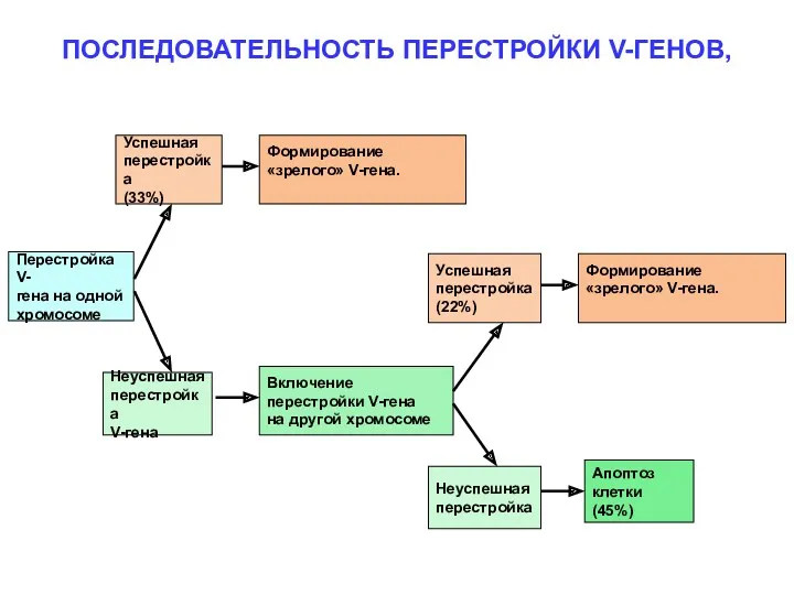 ПОСЛЕДОВАТЕЛЬНОСТЬ ПЕРЕСТРОЙКИ V-ГЕНОВ, Перестройка V- гена на одной хромосоме Успешная