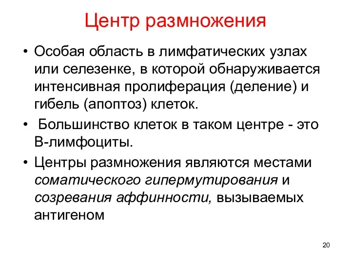 Центр размножения Особая область в лимфатических узлах или селезенке, в