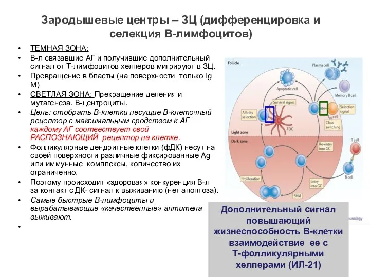 Зародышевые центры – ЗЦ (дифференцировка и селекция В-лимфоцитов) ТЕМНАЯ ЗОНА: