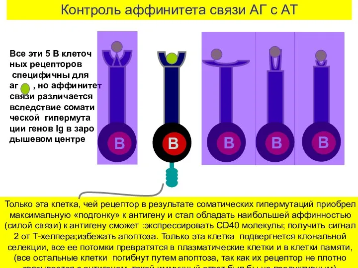 Контроль аффинитета связи АГ с АТ Только эта клетка, чей