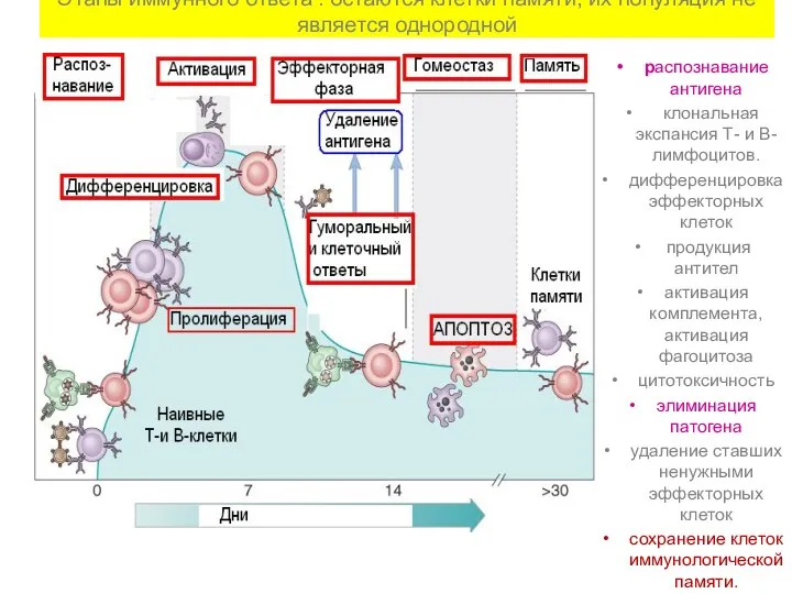 Этапы иммунного ответа : остаются клетки памяти, их популяция не